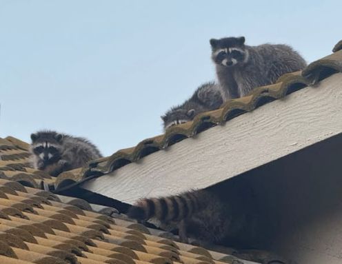 racun roof 1.jpg